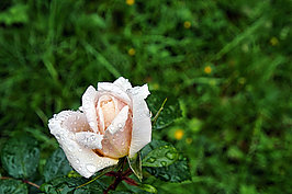 Bernhard Saalfeld - Gartenrose 2024 (7v9)